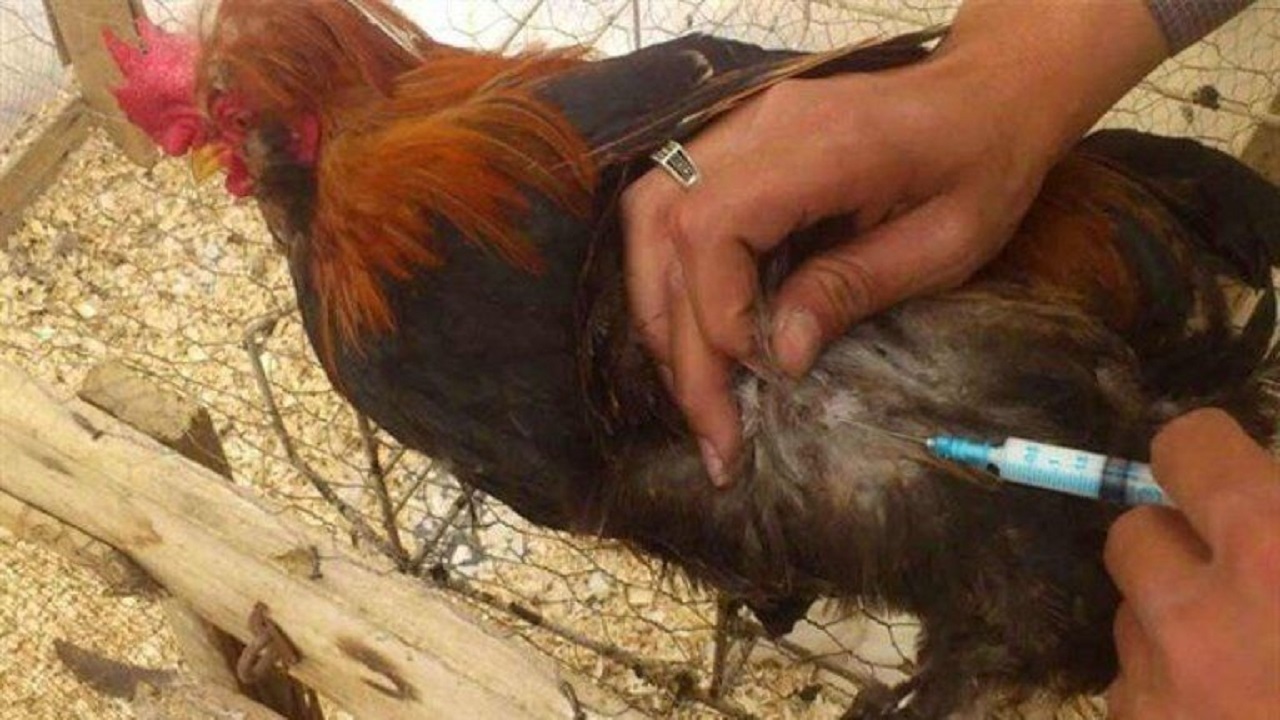 ۷۵ هزار قطعه طیور بومی در شادگان علیه بیماری نیوکاسل واکسینه می‌شود