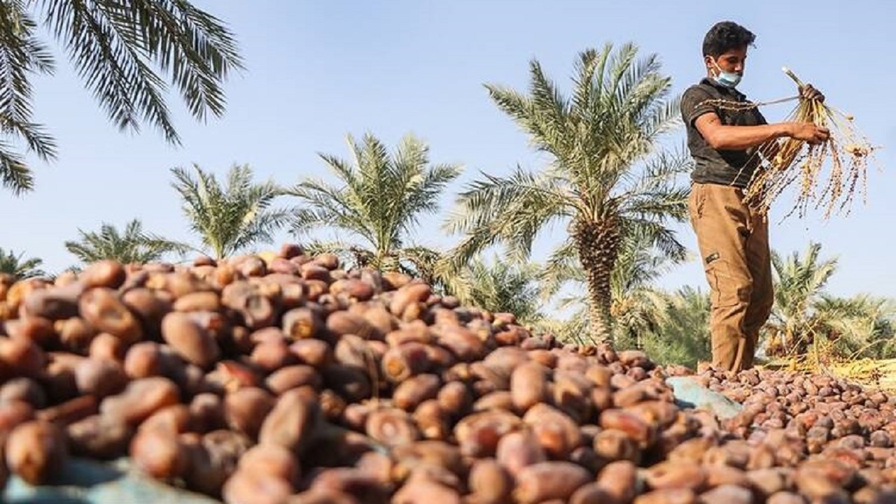خریداری بیش از ۶۰۰ تن از خرمای نخلستان‌های خرمشهر