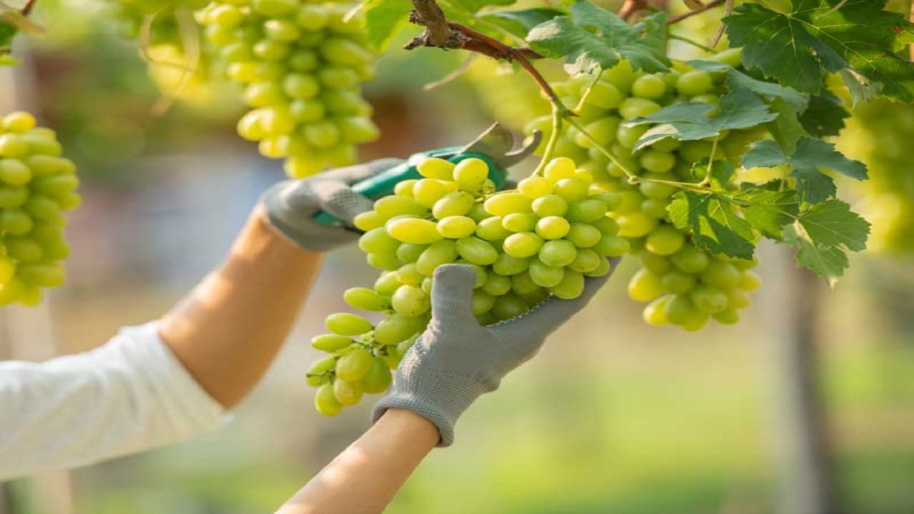 انگور‌های سبز و سیاه در سی سخت دستچین می‌شوند
