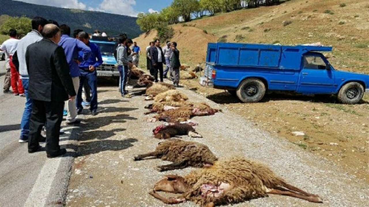 ۱۰ رأس گوسفند در ایذه بر اثر سانحه رانندگی تلف شدند