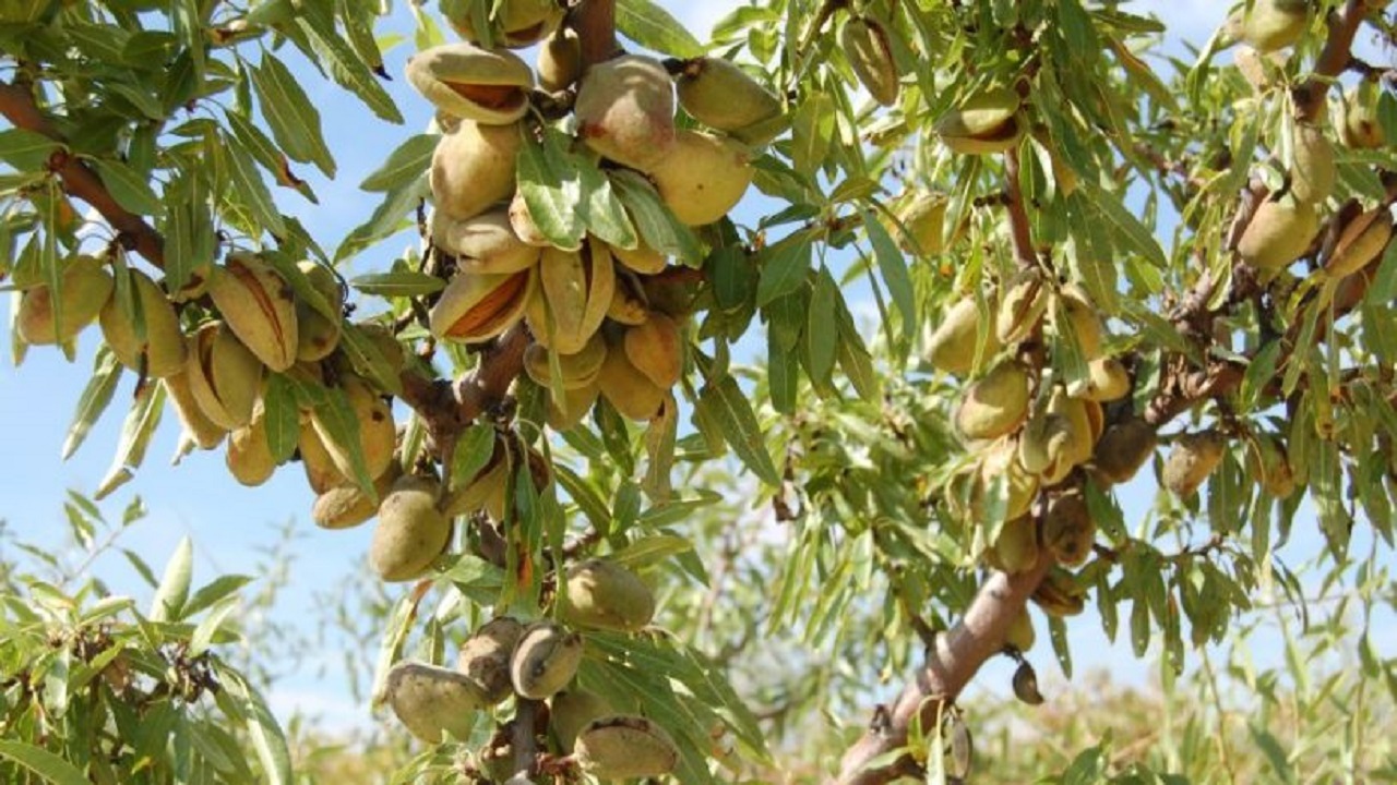 خاستگاه گران‌ترین بادام ایران در تکاپوی توسعه ارزش اقتصادی محصول