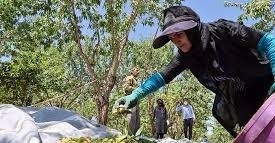 فصل برداشت گردو و بادام در سامان