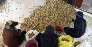 برداشت بادام