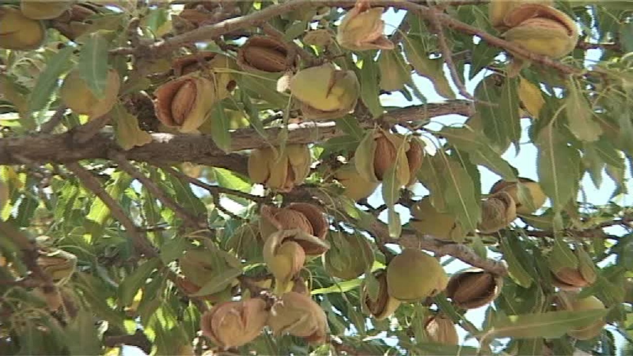 چهار محال بختیاری جایگاه اول تولید بادام