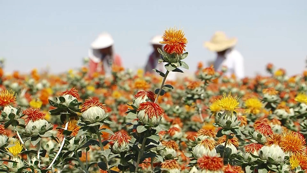 نان این مزارع نارنجی در روغن است
