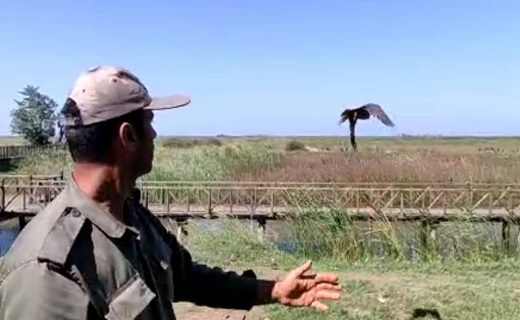 رهاسازی یک پرنده شکاری در پارک ملی بوجاق