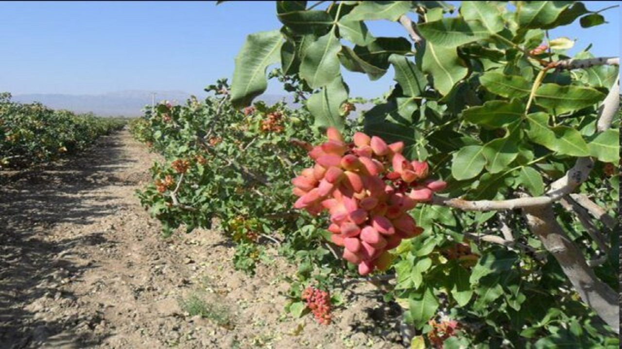 پسته های پرسود، زمین های پنبه را آن خود کردند