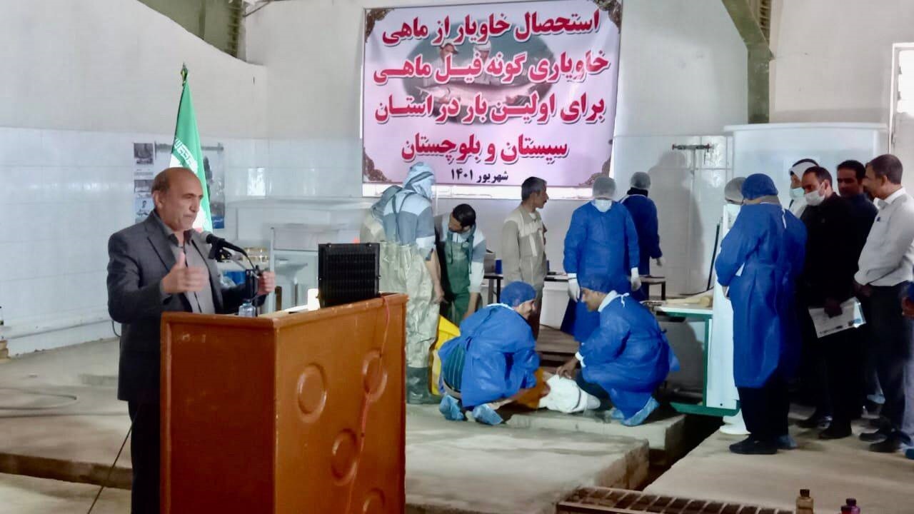 استحصال خاویار برای اولین بار در سیستان و بلوچستان