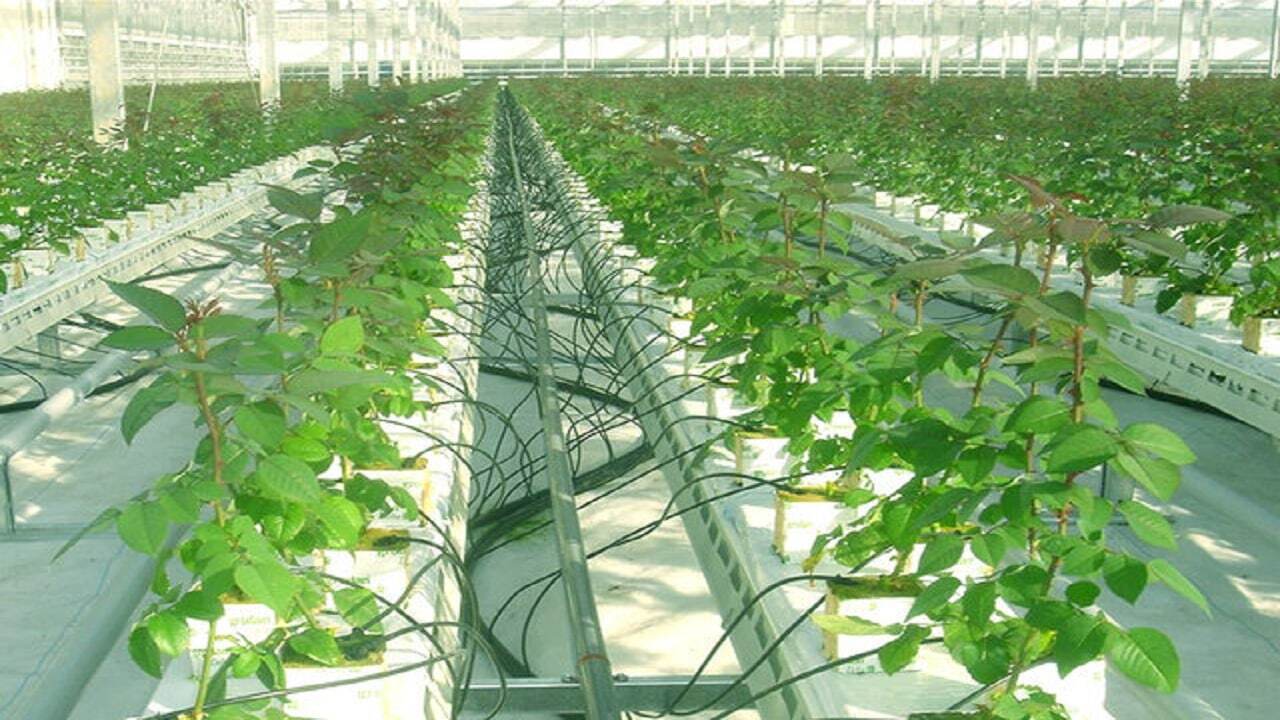 کشت&zwnj;های گلخانه&zwnj;ای