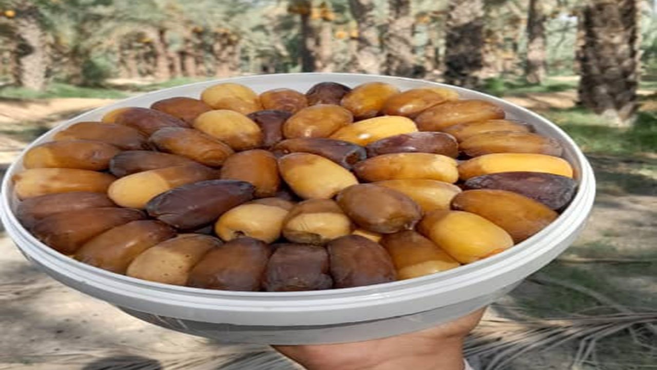 برداشت خرما از نخلستان‌های بخش خشت در کازرون + فیلم