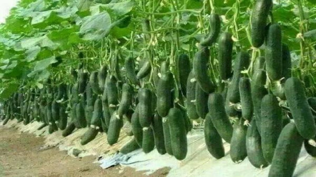 از