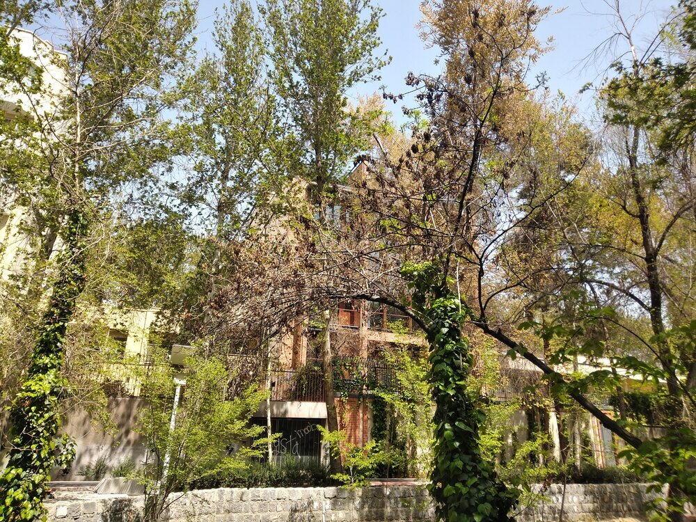 خشکسالی درختان کهن نصف جهان خشکسالی درختان کهن نصف جهان