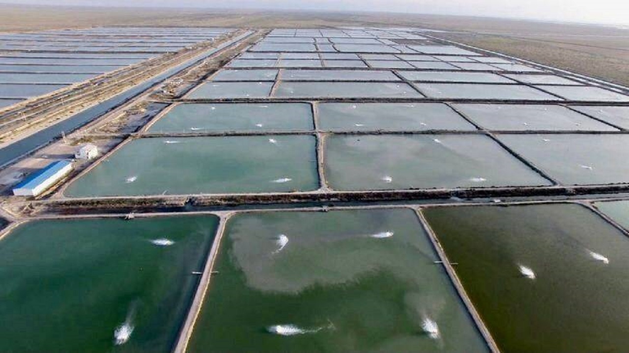 افزایش ۶۲ درصدی تولید  میگو در جنوب سیستان وبلوچستان