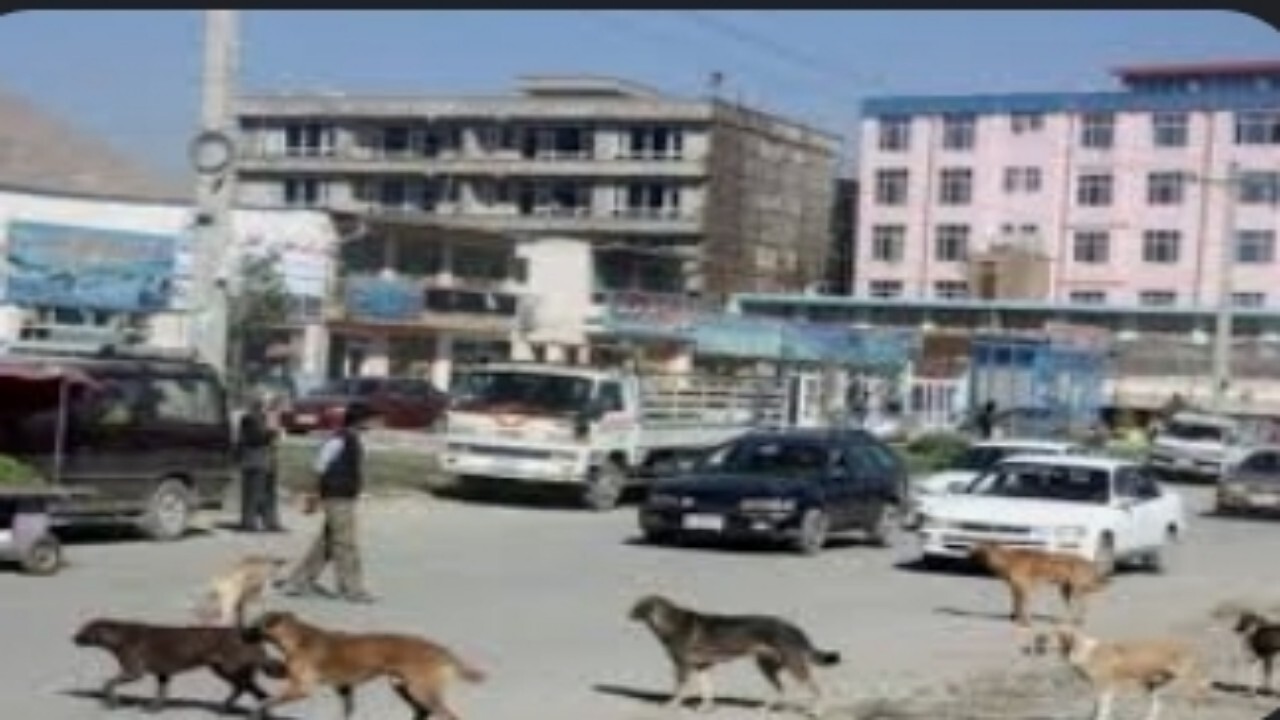 آمار سگ گزدیدگی در بغلان افزایش یافته است