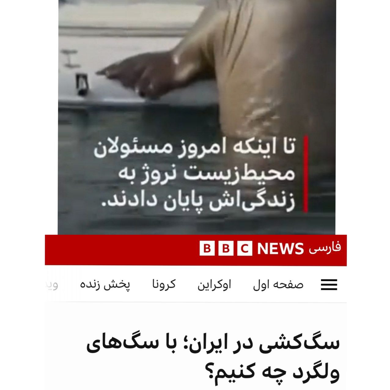 شبکه های معاند و قضیه سگ های ولگرد شبکه های معاند و قضیه سگ های ولگرد