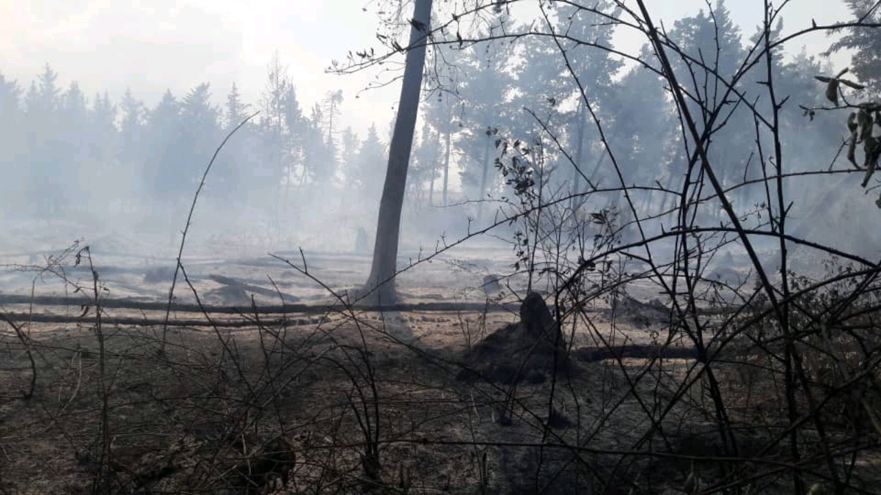 حریق در جنگل چهارکوه شهرستان کردکوی اطفا شد