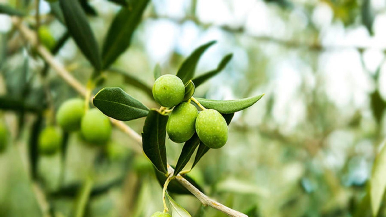 روغن گیری از زیتون در سربیشه انجام می‌شود/ پیش بینی برداشت ۶۰ تُن محصول