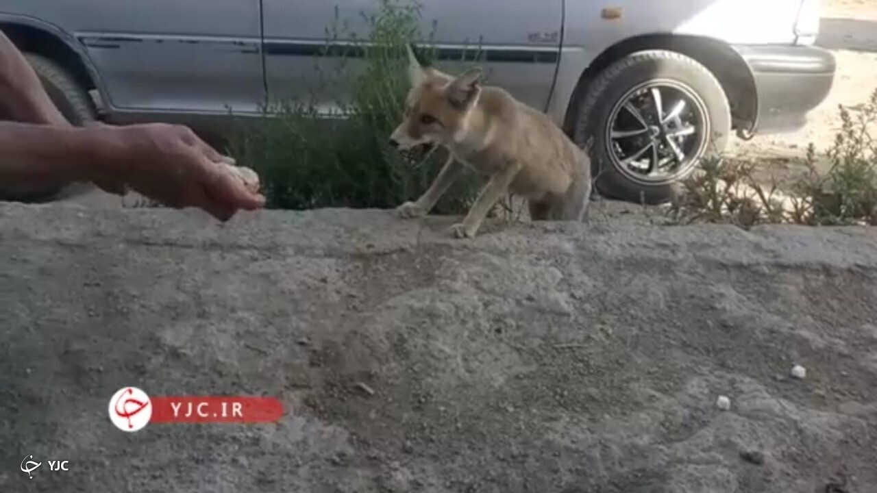 دوستی روباه با شهروند مهابادی+ فیلم