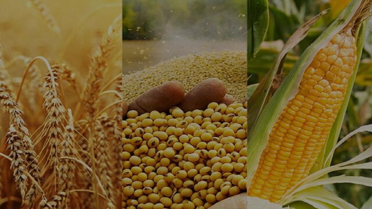 خرید توافقی بیش از ۴۰۵ هزار تن محصول کشاورزی و دامی در استان قزوین