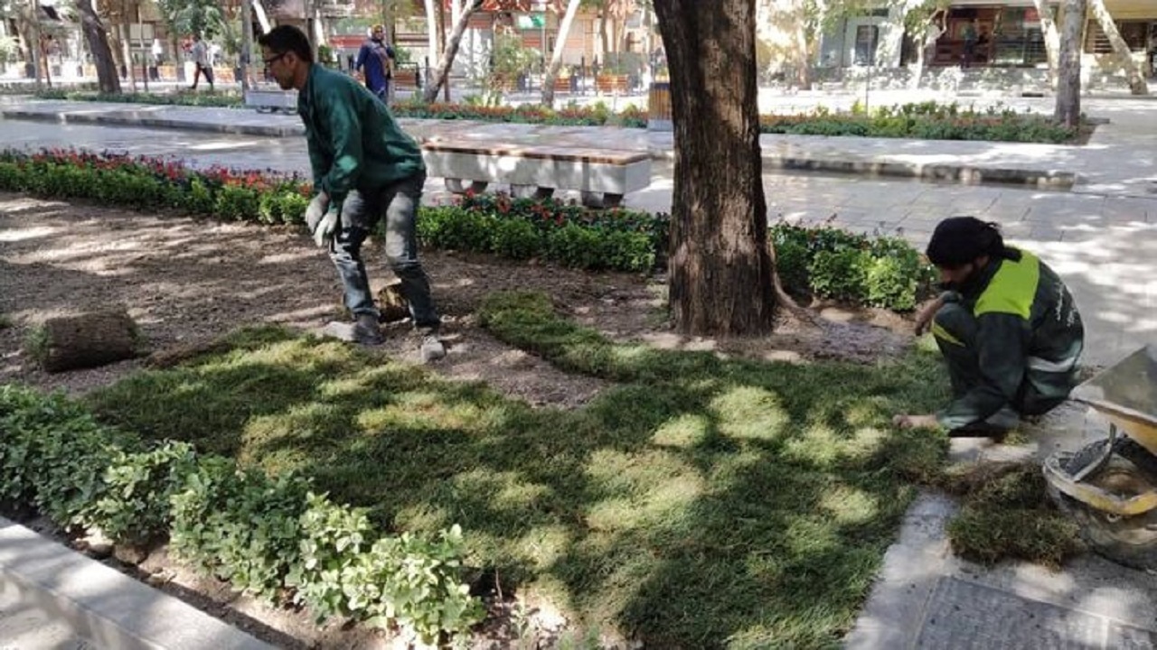 کاشت چمن رول شده طبیعی در چهارباغ