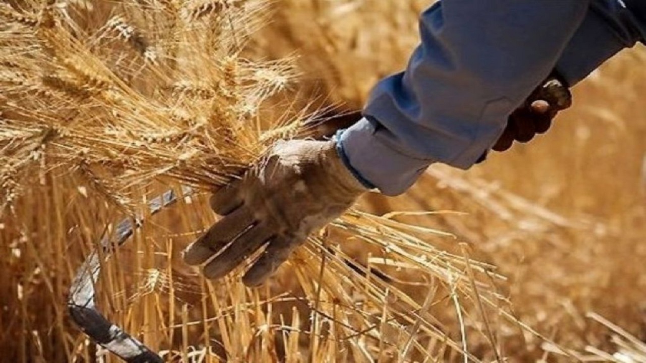 خرید بیش از ۱۱ هزار تُن گندم از کشاورزان