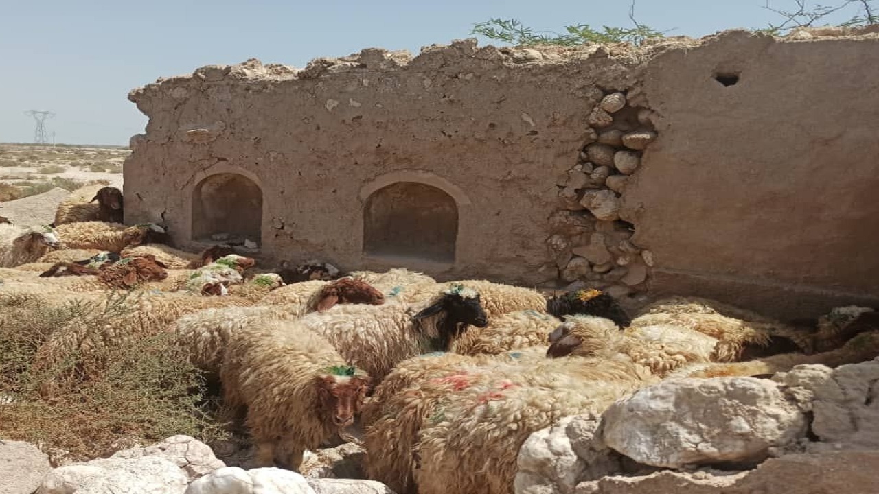 توقیف محموله دام زنده قاچاق در بندرخمیر + عکس