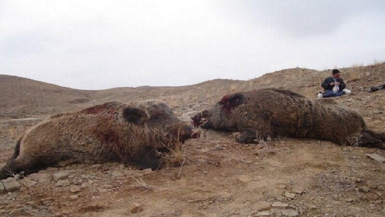 در باغ‌ها و مزارع فقط گراز شکار می‌کنیم!