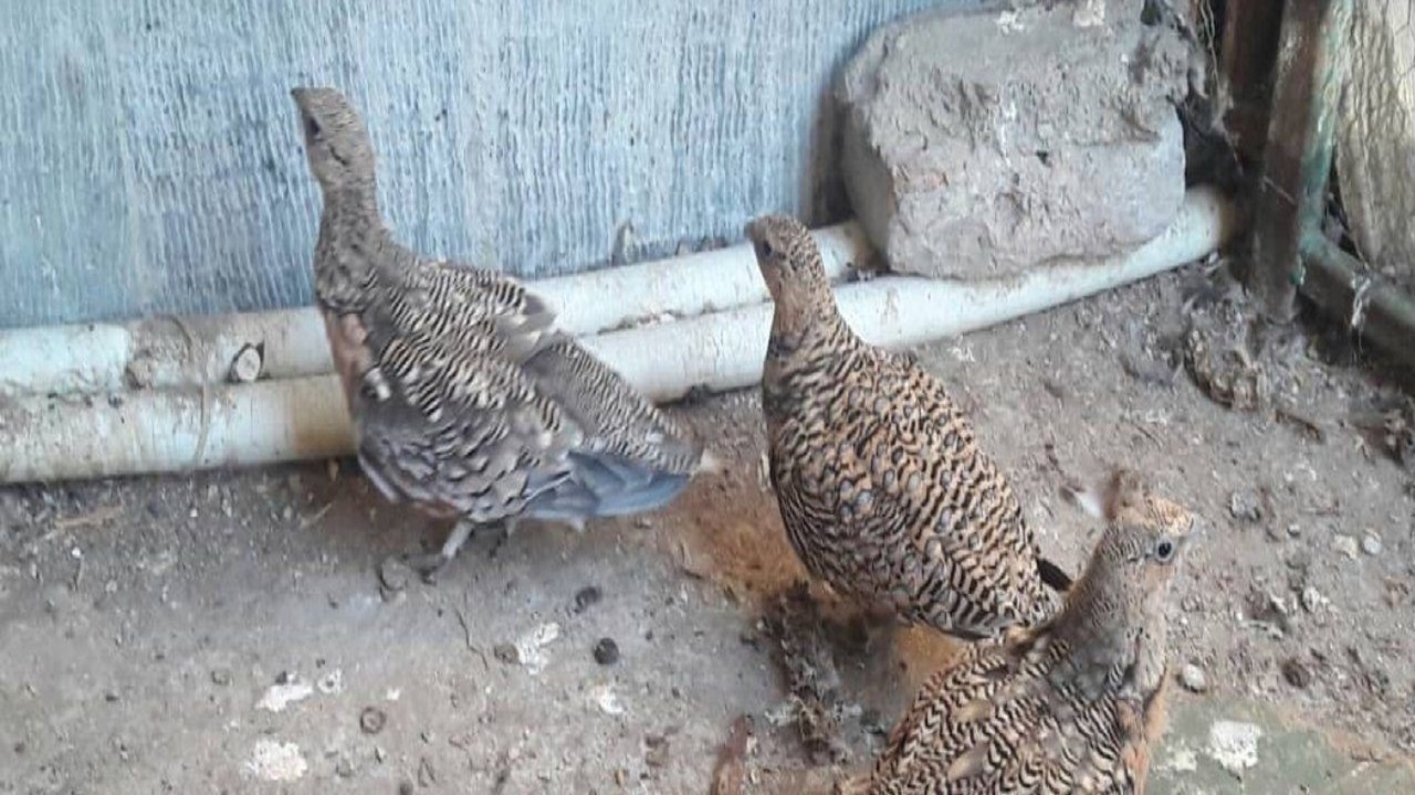 کشف سه قطعه پرنده وحشی از مخفیگاه متخلف
