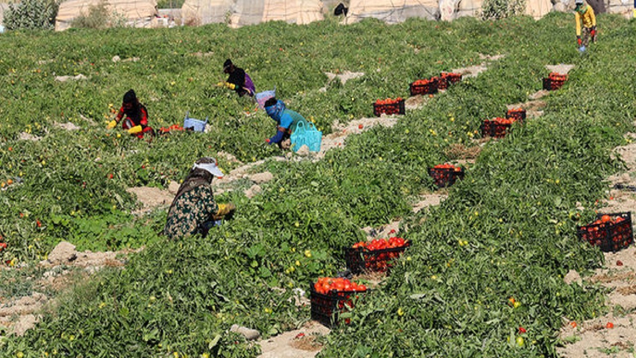 مبارزه بیولوژیک در کشتزار های گوجه‌فرنگی و ذرت همدان