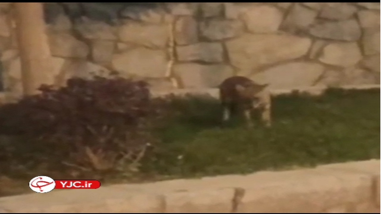 جولان شغال ها در پارک کوهسنگی مشهد