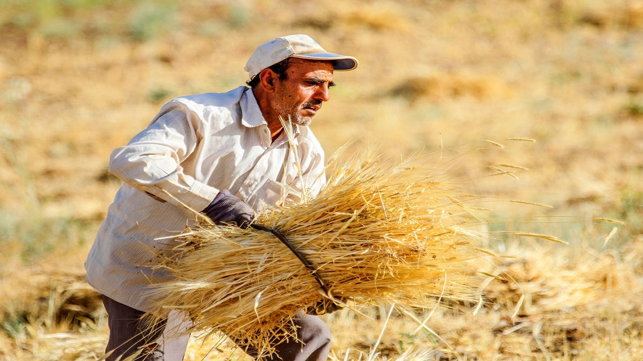 سرگردانی، مزد کشاورزانی که خوشه های طلایی می کارند