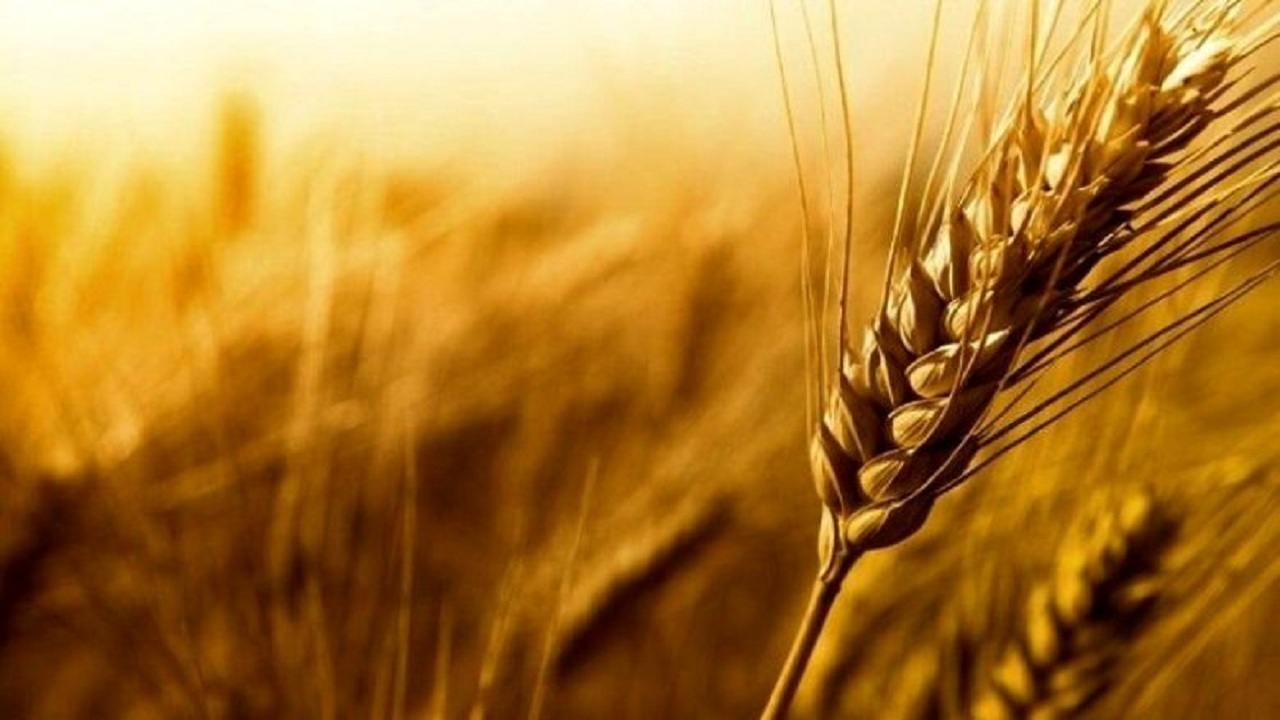خرید بیش از ۲۸۰ هزار تن گندم در آذربایجان‌شرقی
