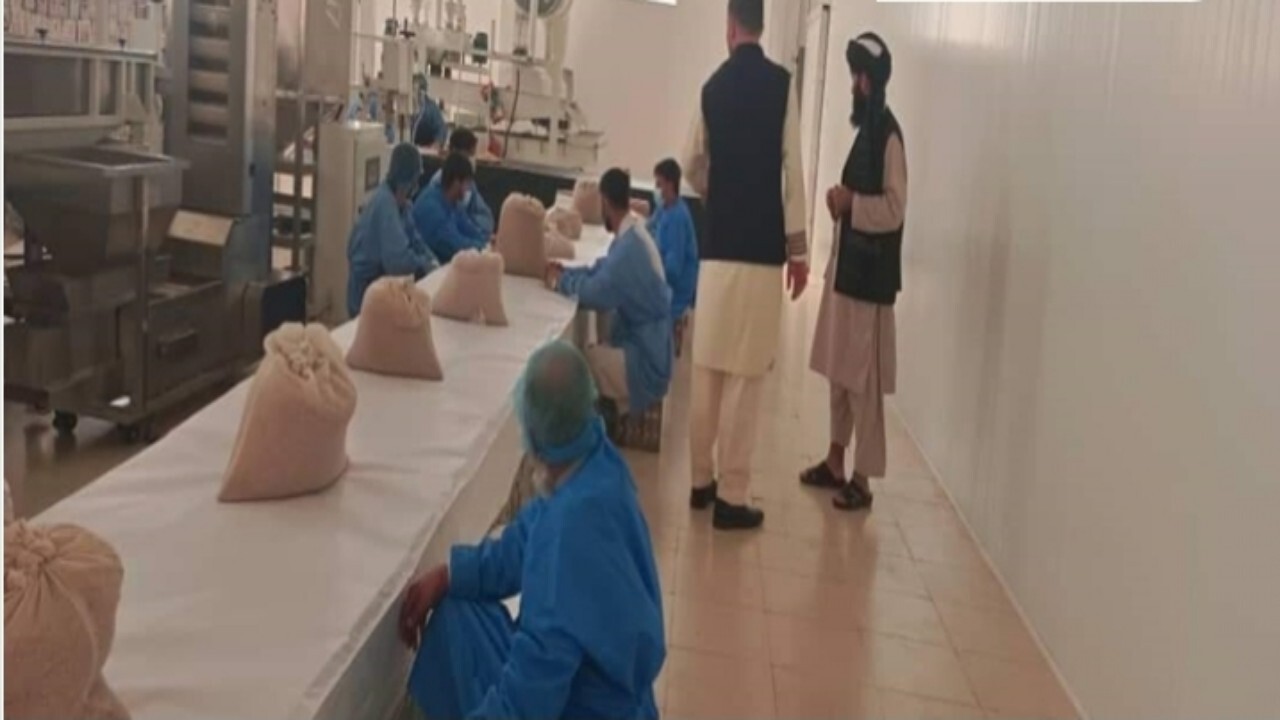 جلغوزه افغانستان به‌ ایتالیا صادر شد