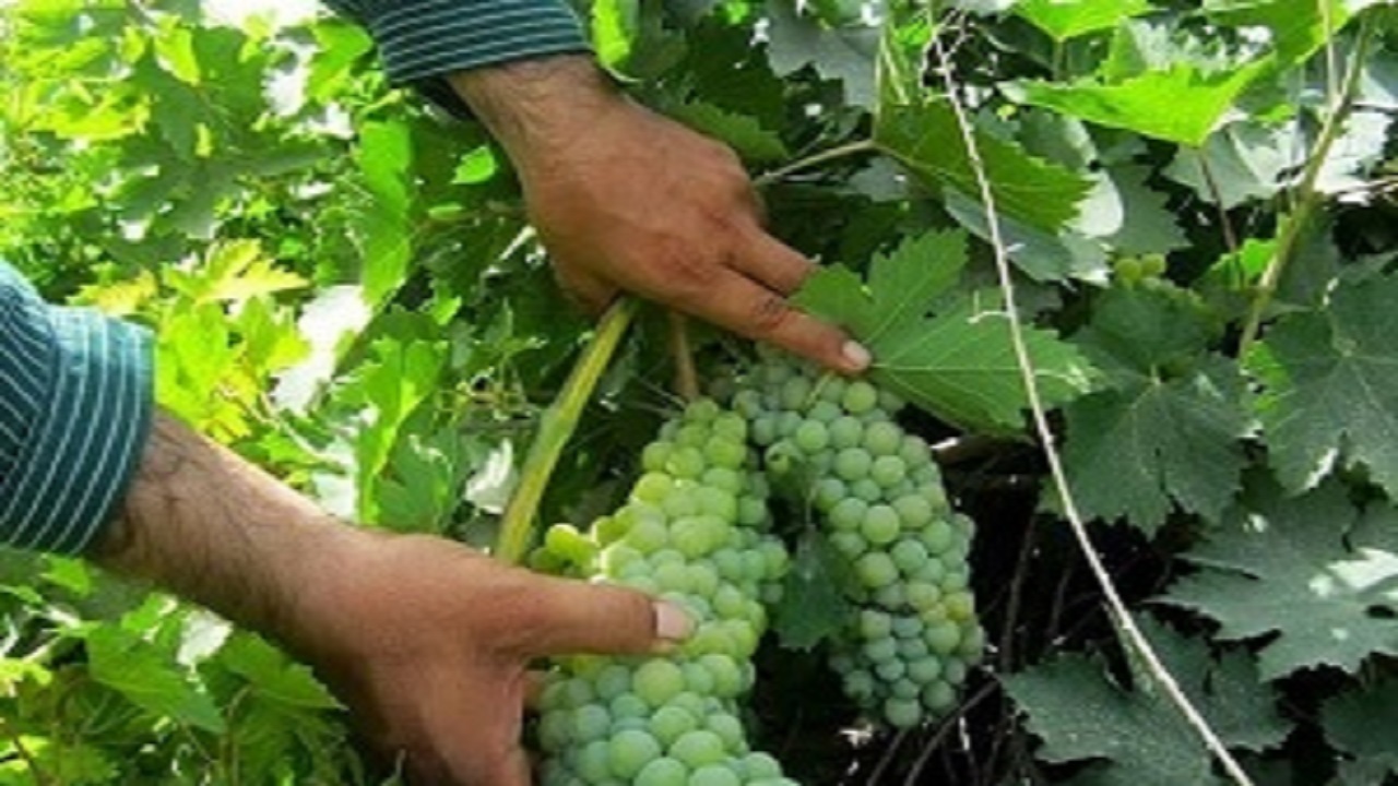 ۱۸۰ هزارتن انگور از باغات آذربایجان غربی برداشت می شود