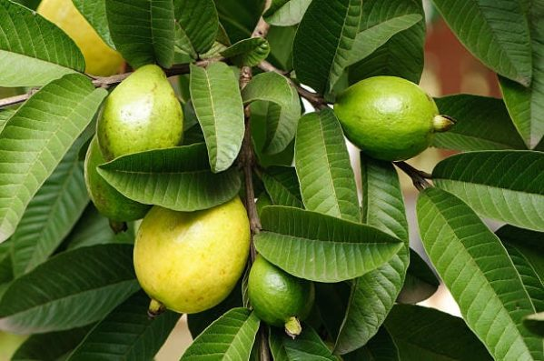 فواید برگ گواوا را بیشتر بشناسید