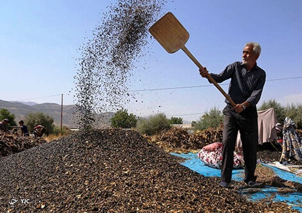 پیش بینی برداشت ۶۳ هزار تن تخم کدوی آجیلی و آفتابگردان از مزارع آذربایجان غربی