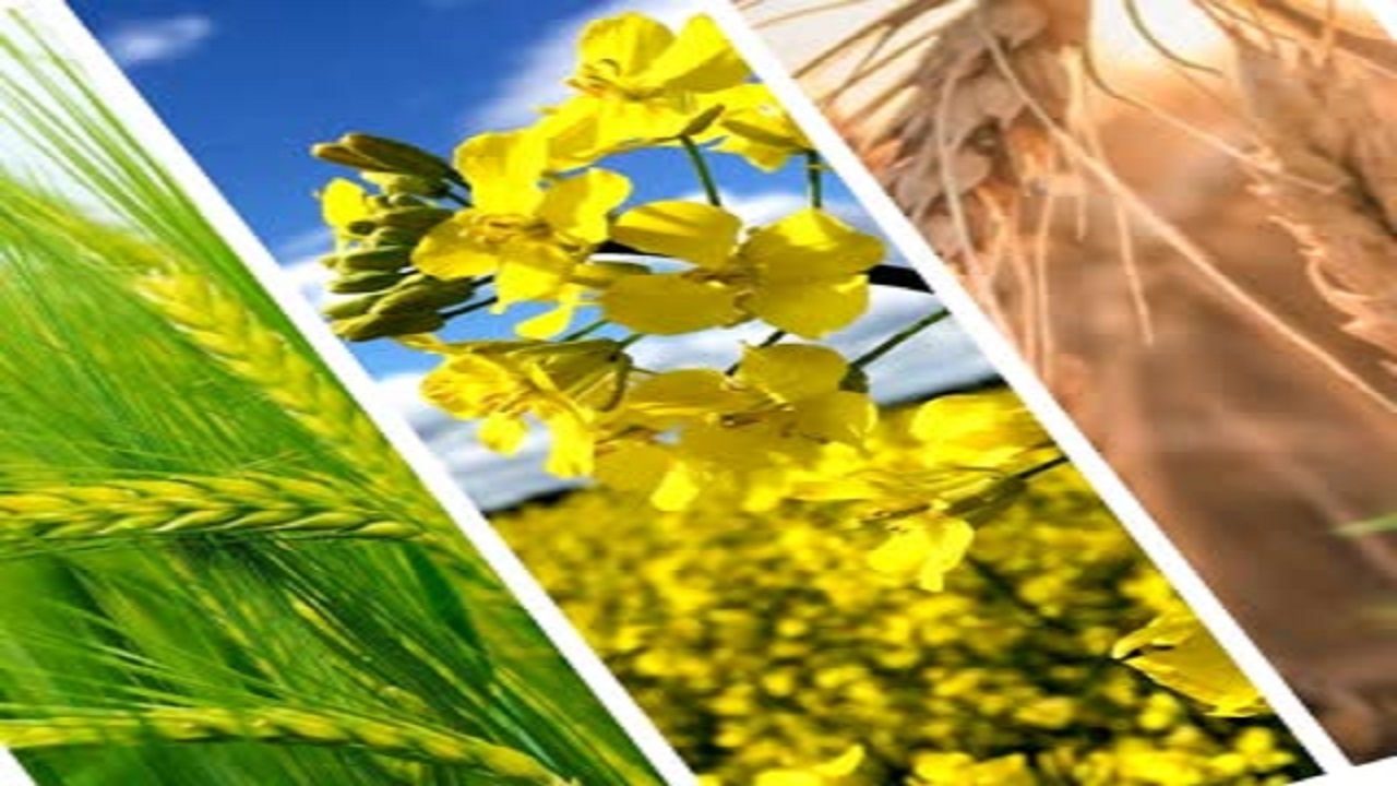 ۲۰۰هزار هکتار از اراضی کشاورزی استان قزوین به زیر کشت محصولات پاییزه می‌رود