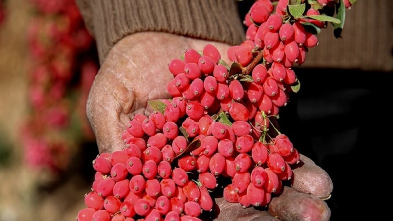 فرش سرخ زرشک روی زمین گسترده شد