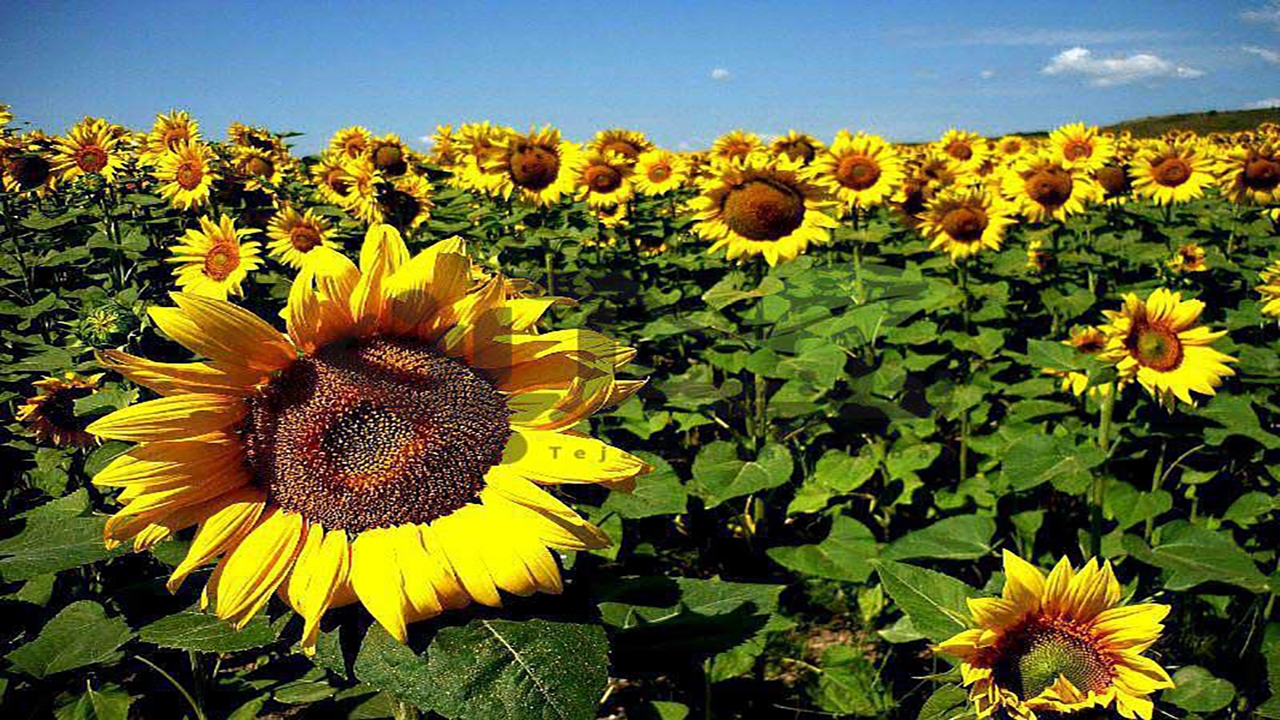 کشت آفتابگردان در مزارع بردسیر