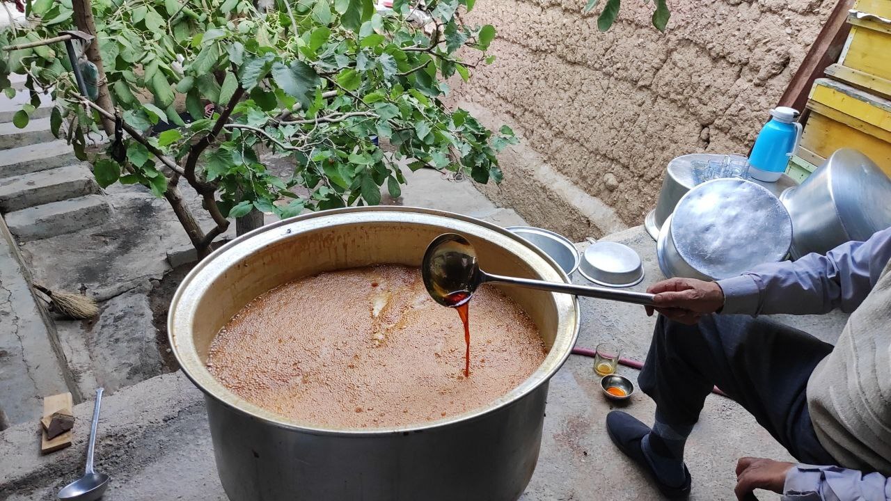 خودنمایی خوشه های زرین انگور بر درختان روستای توآباد + فیلم و تصاویر