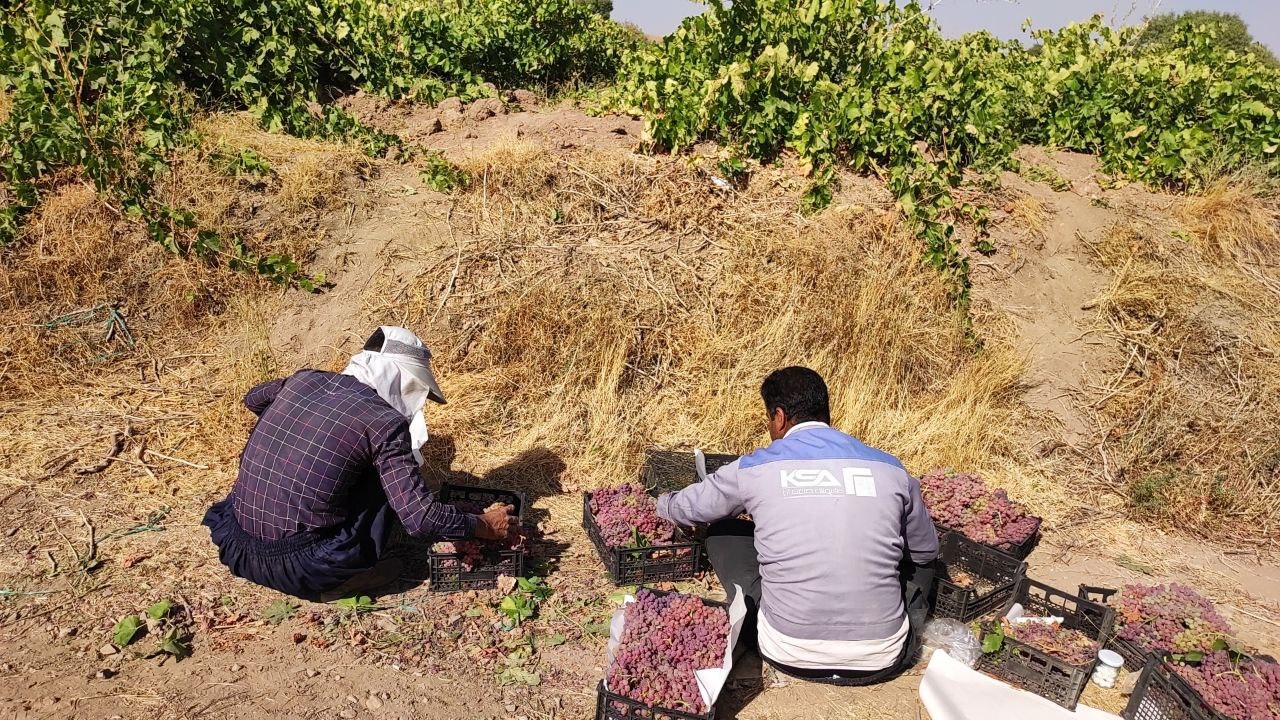خودنمایی خوشه های زرین انگور بر درختان روستای توآباد + فیلم و تصاویر