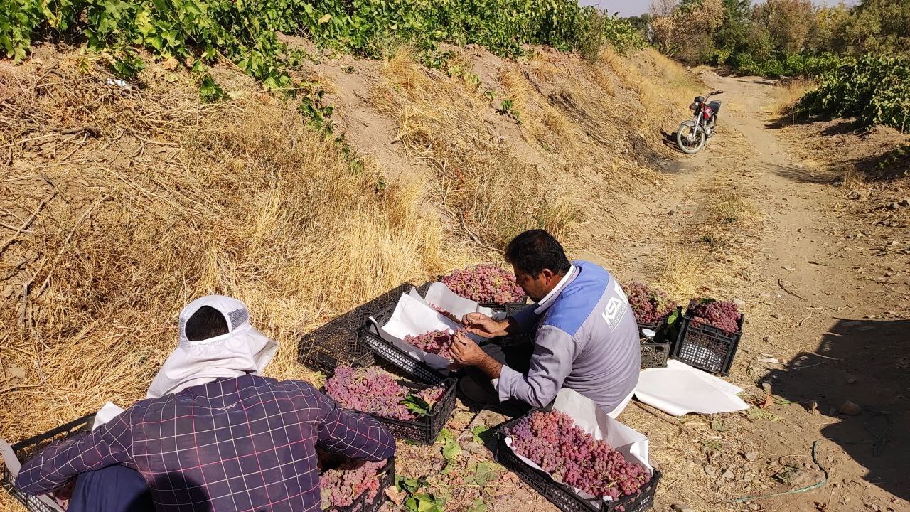 خودنمایی خوشه های زرین انگور بر درختان روستای توآباد + فیلم و تصاویر