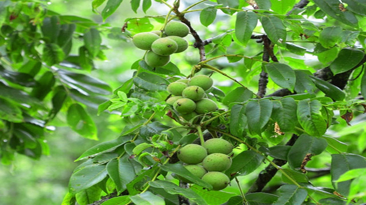 گردوتکانی باز هم قربانی گرفت