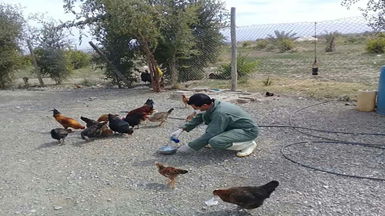 ۳۰۰۰۰ پرنده در ارزوئیه، علیه بیماری نیوکاسل واکسینه شدند