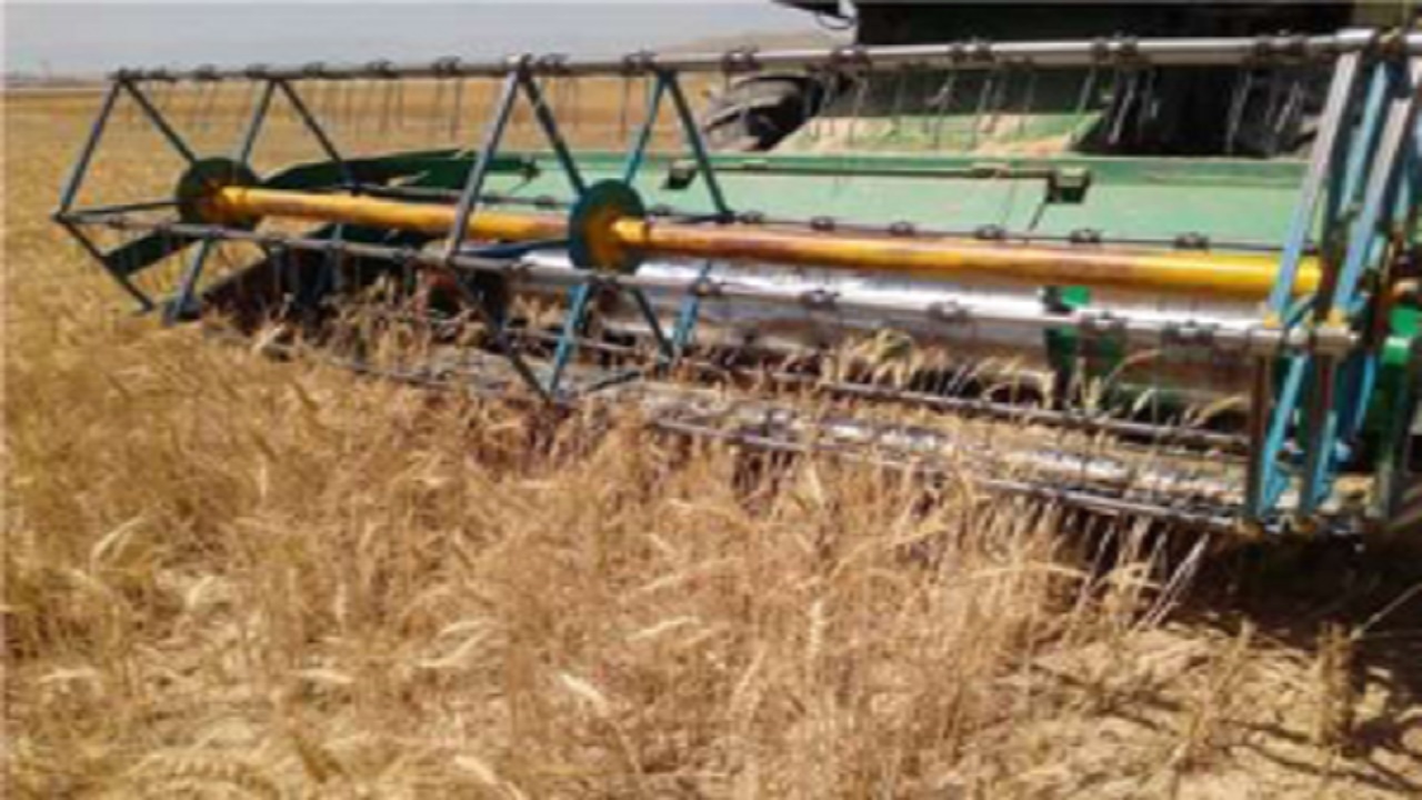 مطالبات گندم کاران لرستانی پرداخت شد