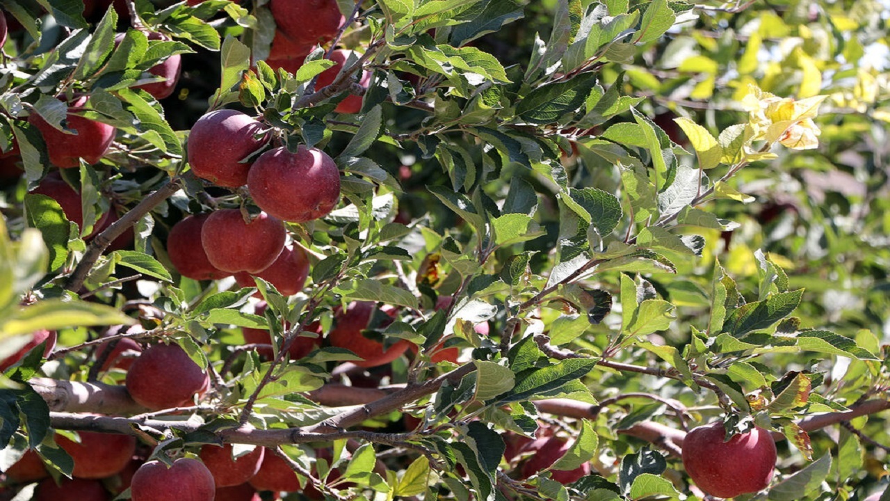خودنمایی سیب بر روی درختان شهرستان اهر در قالب تصاویر