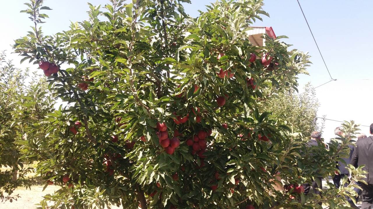 خودنمایی سیب بر روی درختان شهرستان اهر به روایت تصاویر