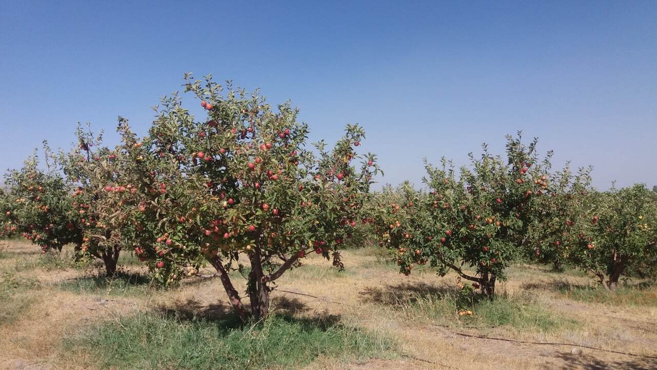 خودنمایی سیب بر روی درختان شهرستان اهر به روایت تصاویر