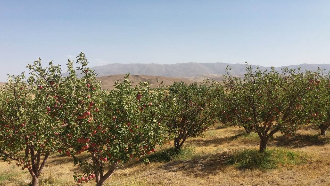 خودنمایی سیب بر روی درختان شهرستان اهر به روایت تصاویر