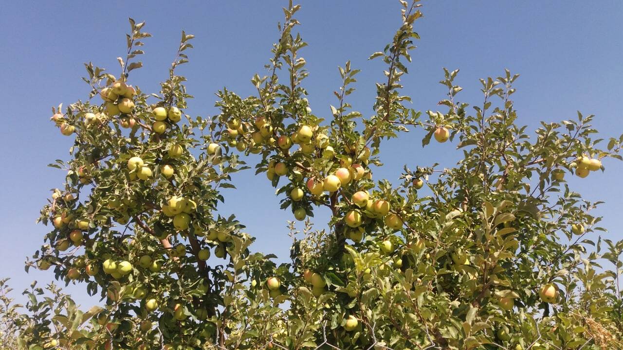 خودنمایی سیب بر روی درختان شهرستان اهر به روایت تصاویر